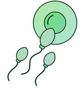 Subfertility or Interfility